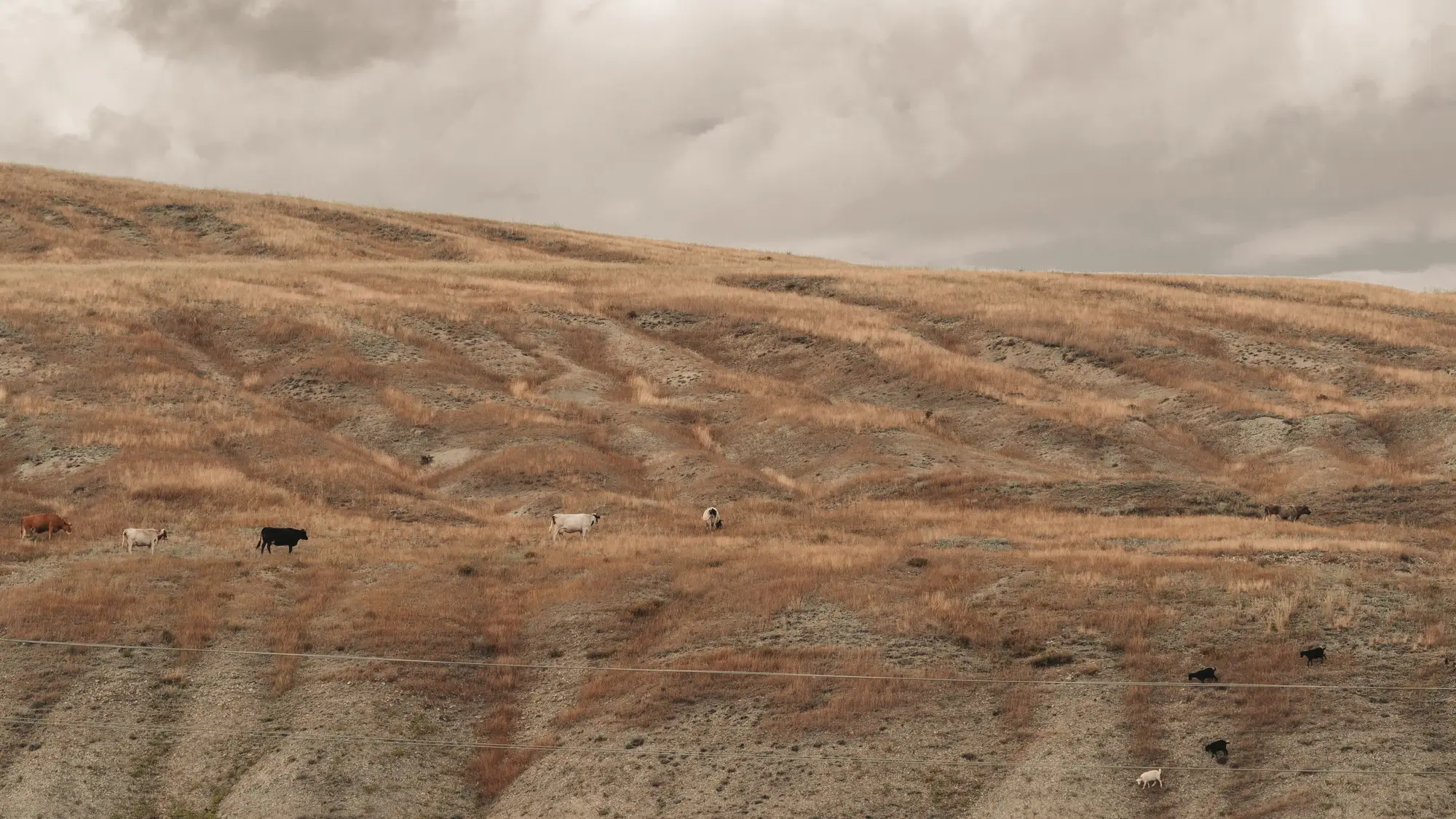 Cattle spread thin across a dry, grazed-down hillside under a grey sky