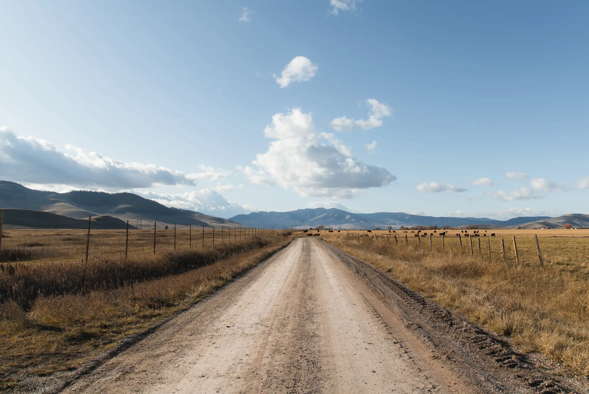 A gravel ranch road running between fenced dry pastures toward low hills, cattle scattered far off on the right